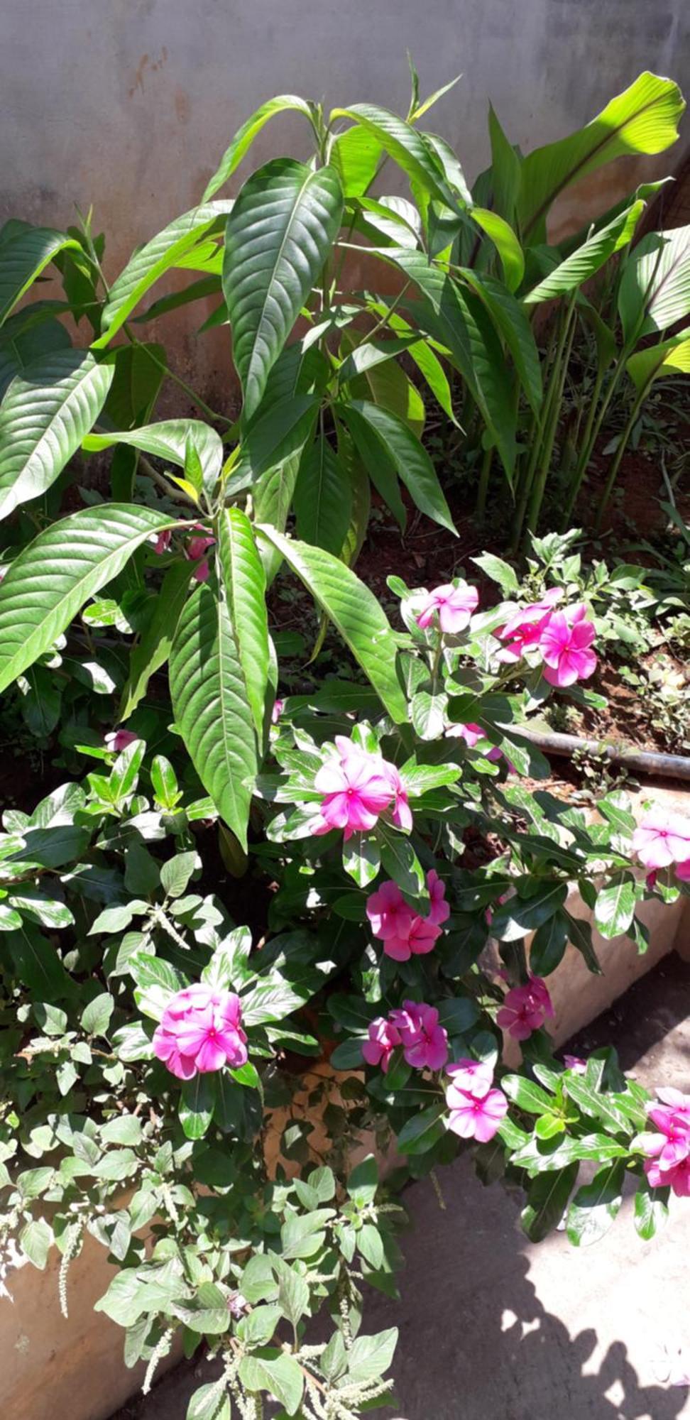Spice Cottage Homestay Thekkady Eksteriør bilde
